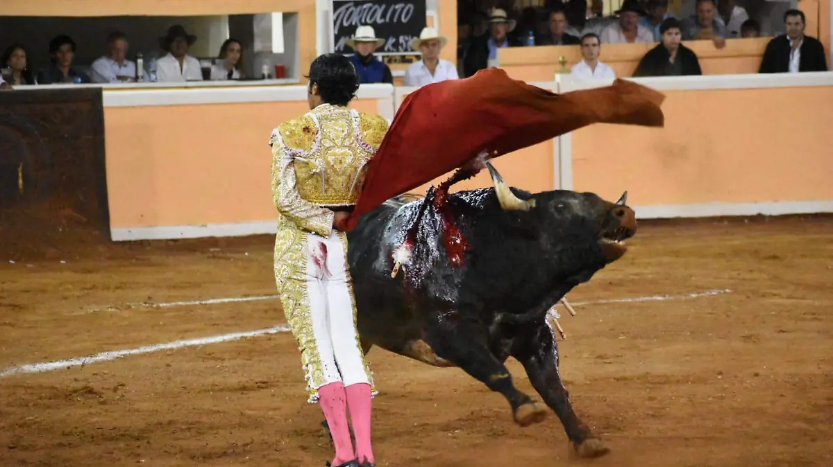 toros 8